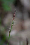 Blue Ridge sedge